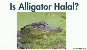 Is Alligator Halal