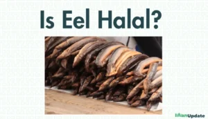 Is Eel Halal