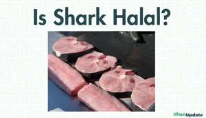 Is Shark Halal