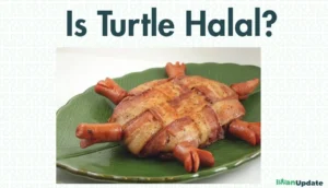 Is Turtle Halal