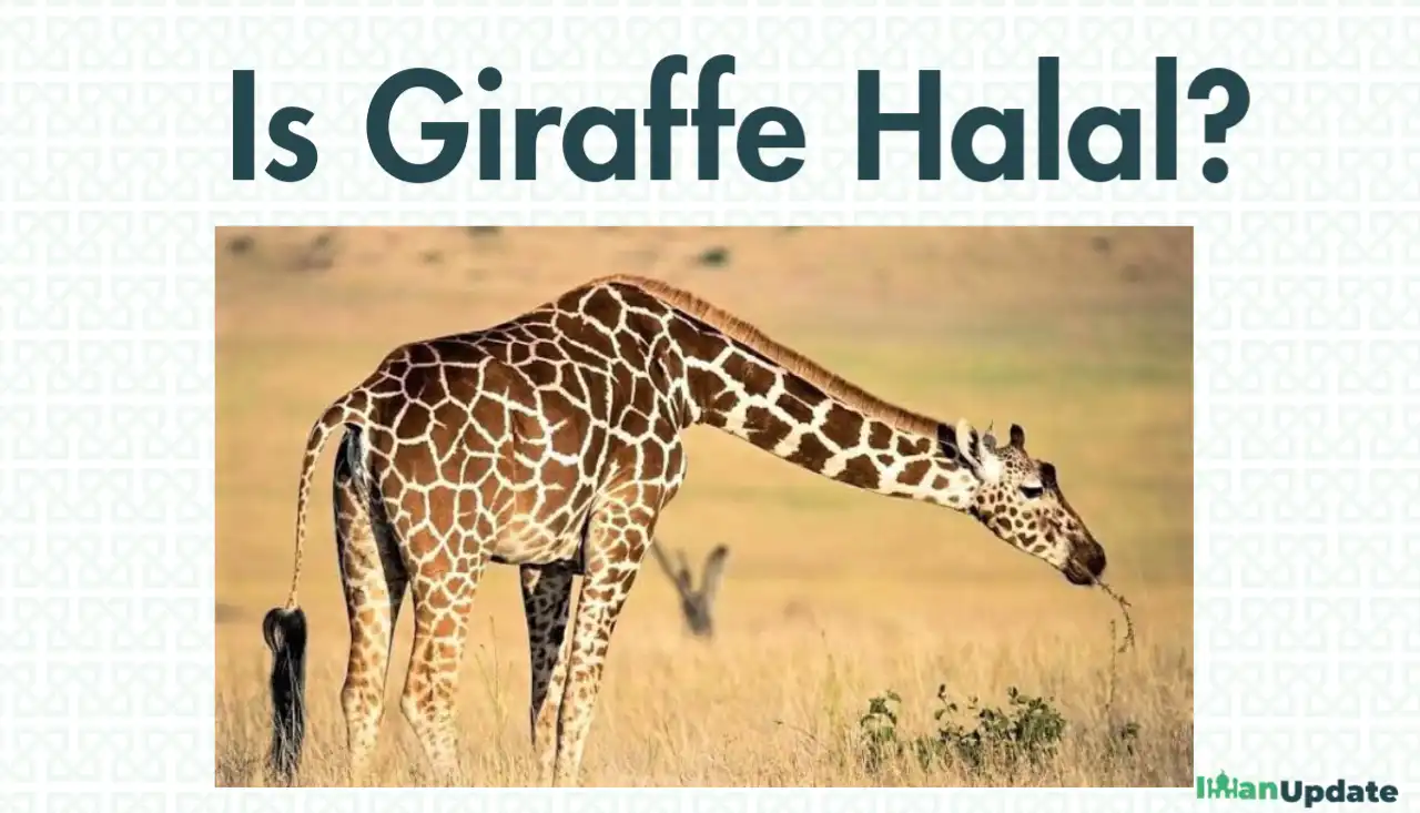 Is Giraffe Halal