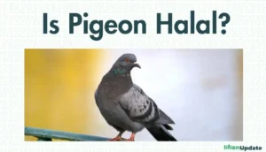 Is Pigeon Halal