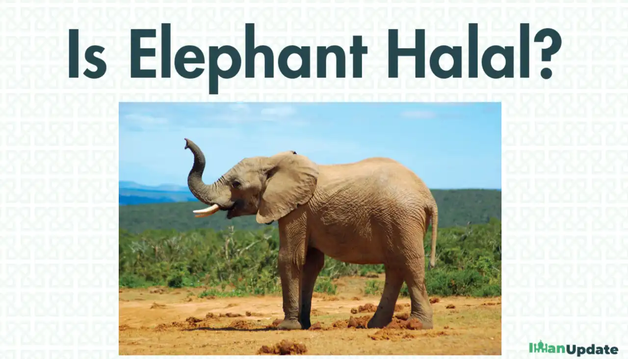 Is Elephant Halal